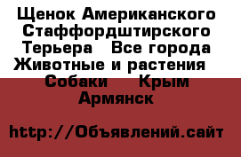 Щенок Американского Стаффордштирского Терьера - Все города Животные и растения » Собаки   . Крым,Армянск